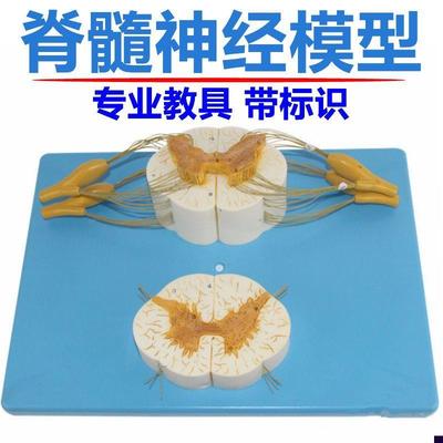 脊髓模型中枢神经反射弧传导人体神D经细胞胞体树突神经元颈椎解
