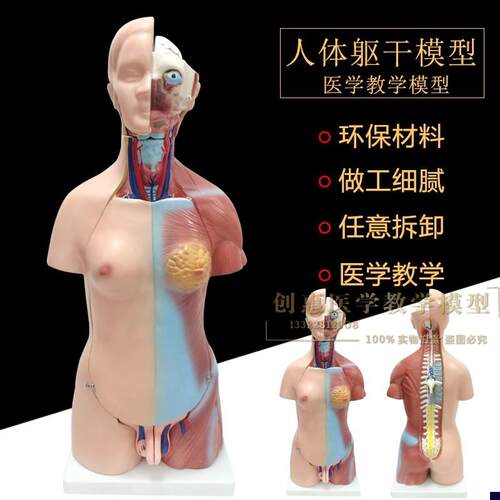 55cm两性人体躯干模u型人体解剖模型医用教学人体标本包邮