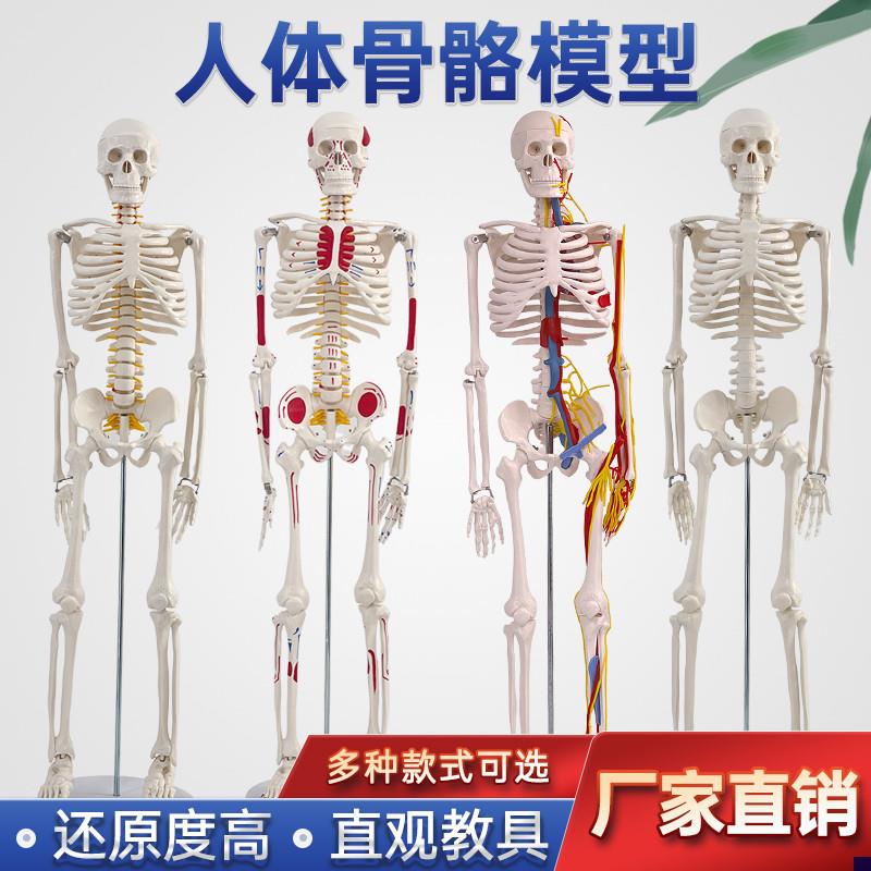 85170cm人体骨骼模型全身骨架人体模型成O人小骷髅教学脊椎模型