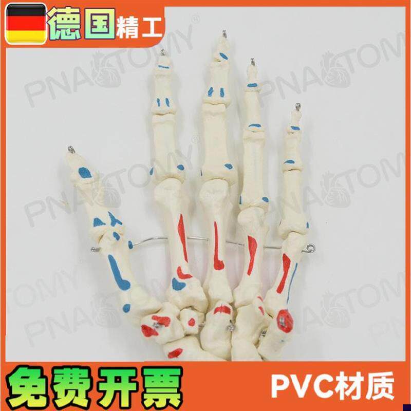 人体手关节模型手骨手骨骼手心手掌部骨骼结构Q肌肉着色手指头活