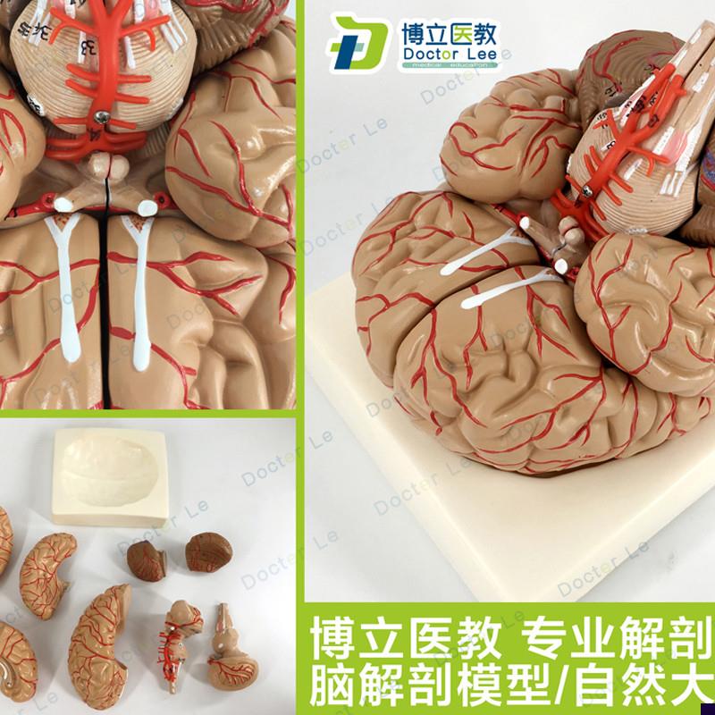 人体脑解a剖模型脑模型脑干模型脑结构模型仿真大脑模型医用教学