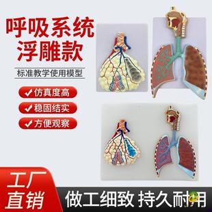 人体呼吸系统模型肺部解剖肺泡组织呼吸道结P构放大浮雕医学模型