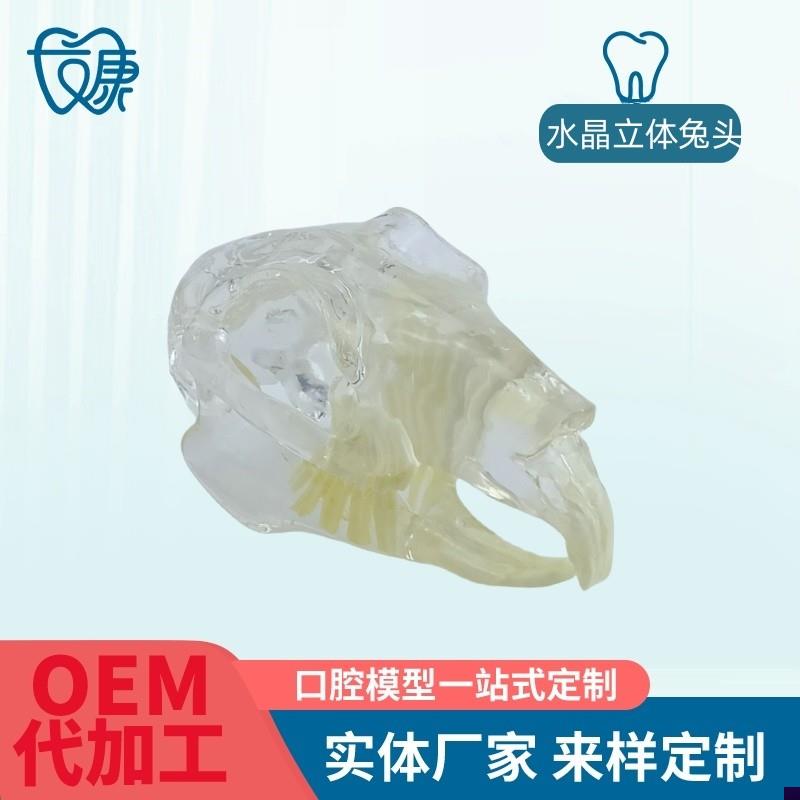 宠物牙齿模型透明狗牙猫牙口腔犬牙教学H演示动物倒模具猫兽医包