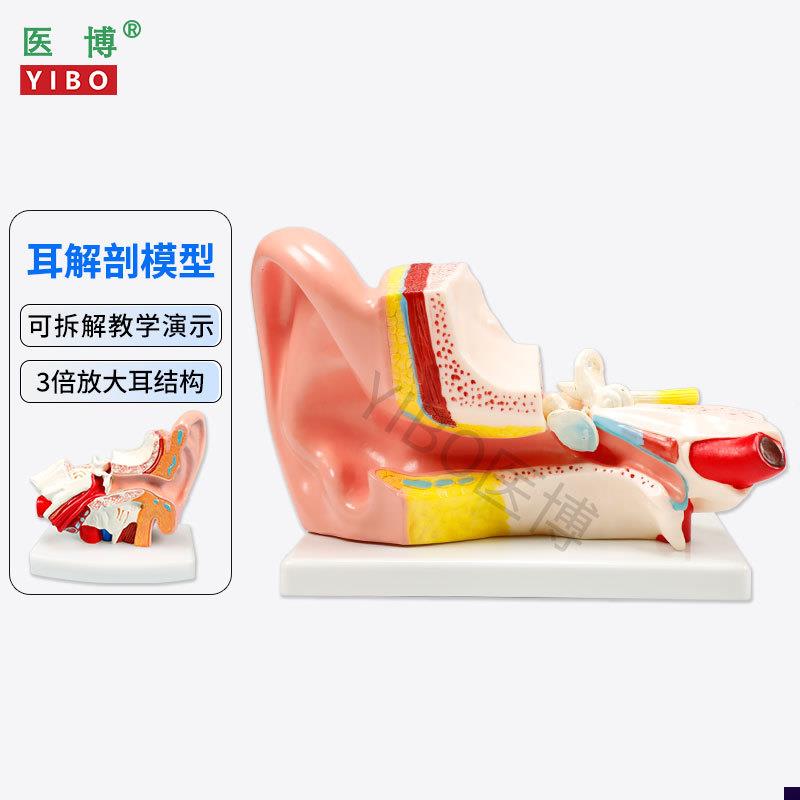 医博人体耳解g刨模型耳朵3倍放大模型耳朵结构构造展示教学模型