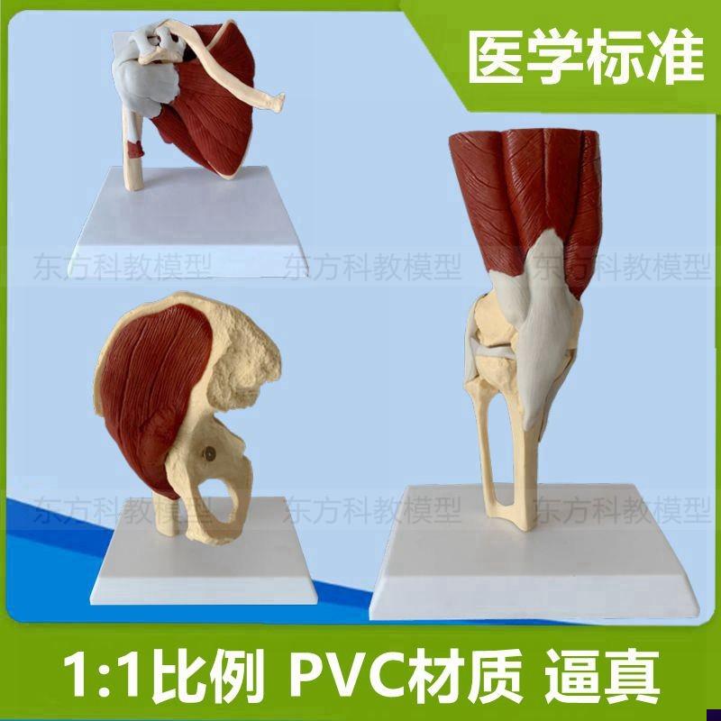 人体骨骼模型关节韧带上肢肘关节肩胛骨膝盖N膝关节髋关节康复瑜