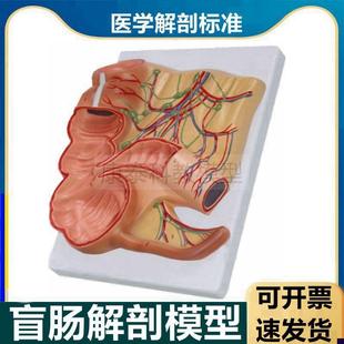 盲肠模型回盲瓣阑尾肠系膜血w管淋巴分布空肠结肠肛肠消化器官解