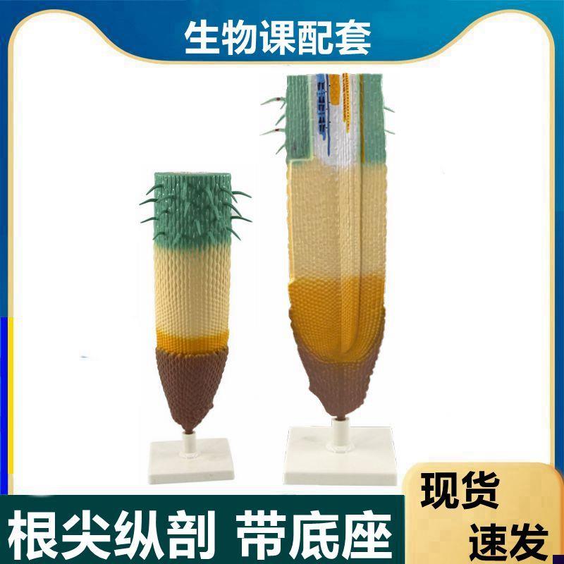 根尖模型植物根纵剖模型根尖z结构放大单子叶植物根双子叶桃花