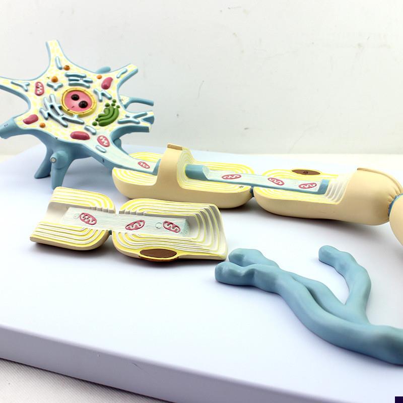 康泰医学模型神经元放大细胞器轴突树G突可拆卸胞体神经细胞突触