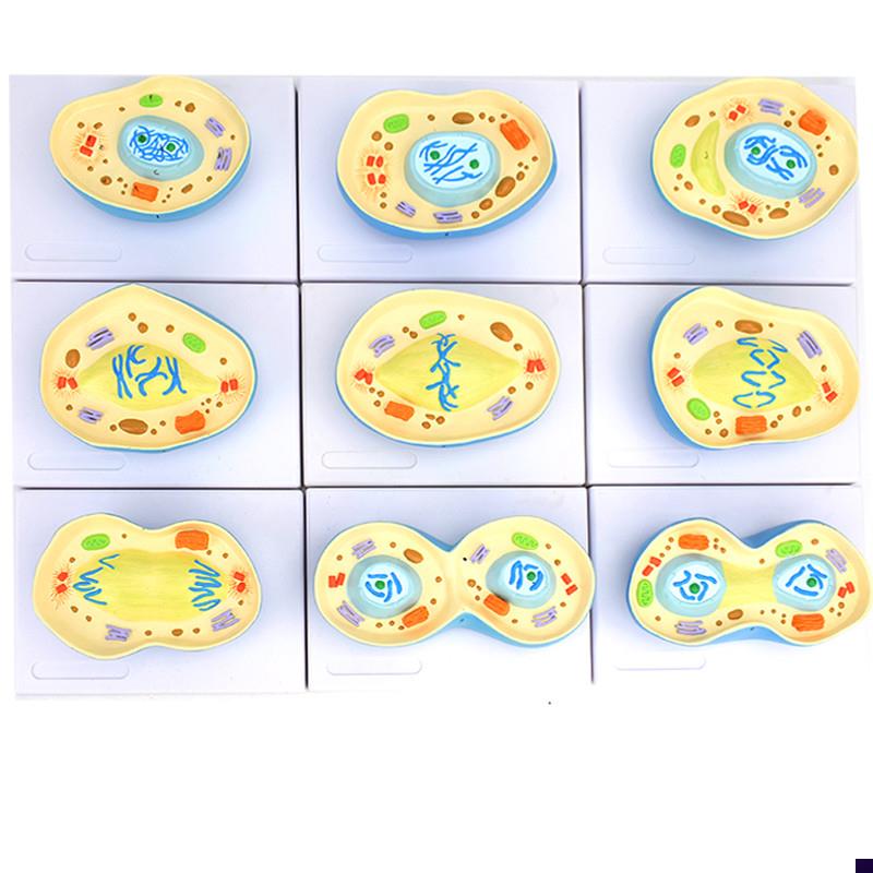 ENOVO颐诺细胞有o丝分裂模型9部件核模核仁染色体细胞质纺锤丝细