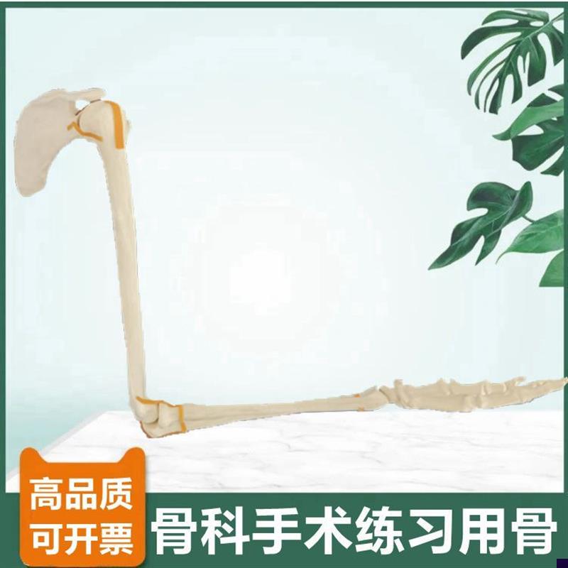 上肢骨模型肩关节肘关节手腕仿真A骨临床手术实训切割骨质打孔假