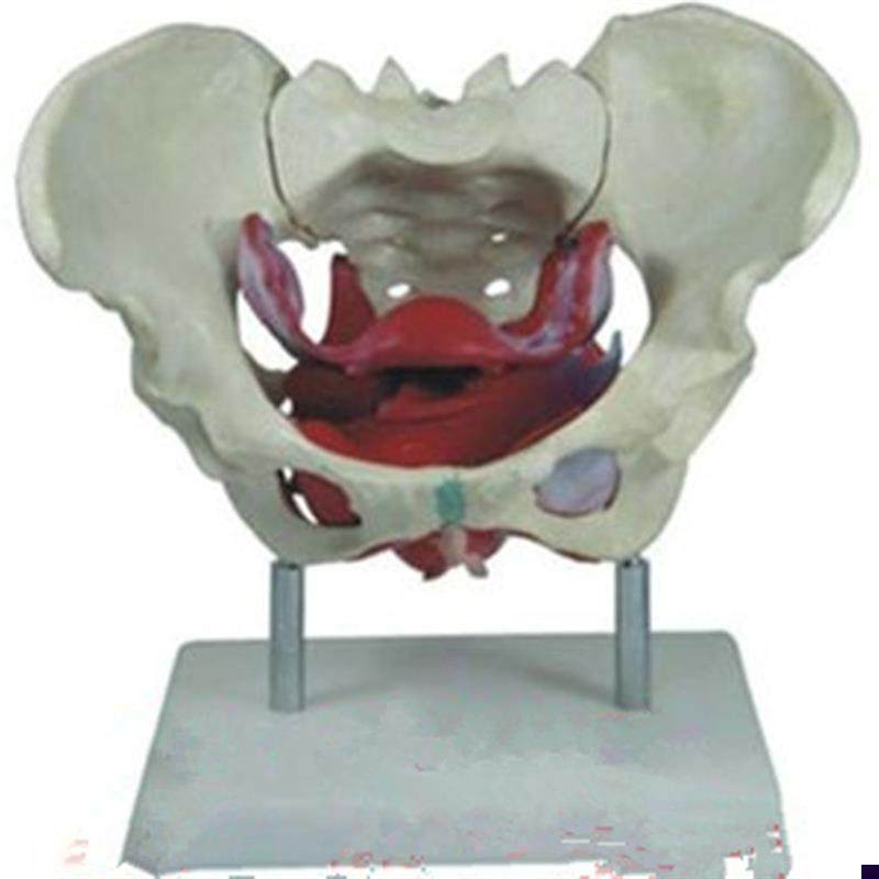 女性假骨盆及盆底肌肉模型人体C解剖骨骼医学教学用训练标本