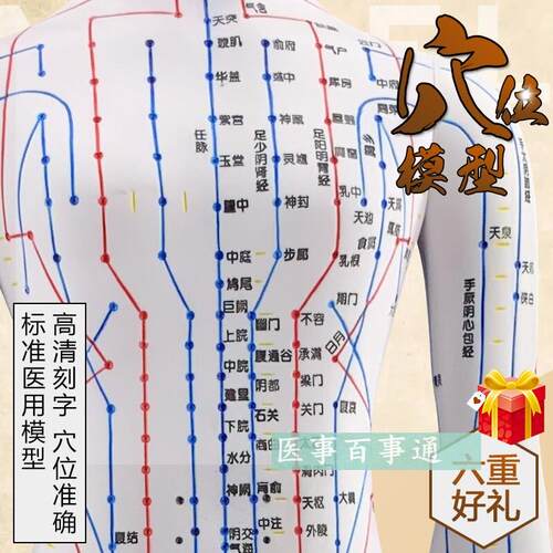 经络大号60cml人体穴位模型人体经络模具人体针灸模型十二经脉