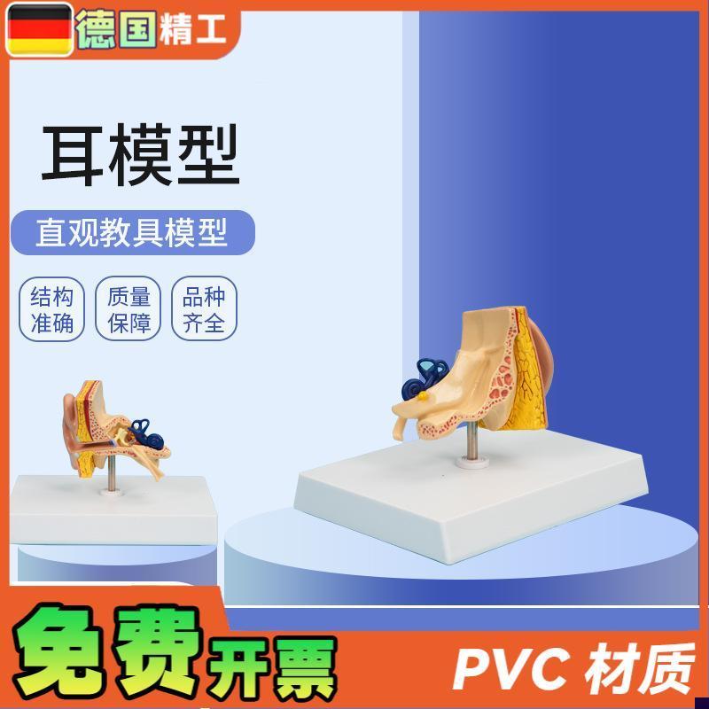 德国】PNT-06701耳模型1部件仿真人耳耳朵S模型人体耳朵解剖模