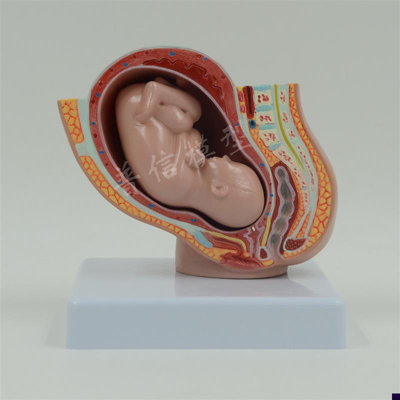 普信盆腔模型助产示教模型胚胎发育模型柜S台展示计生用品