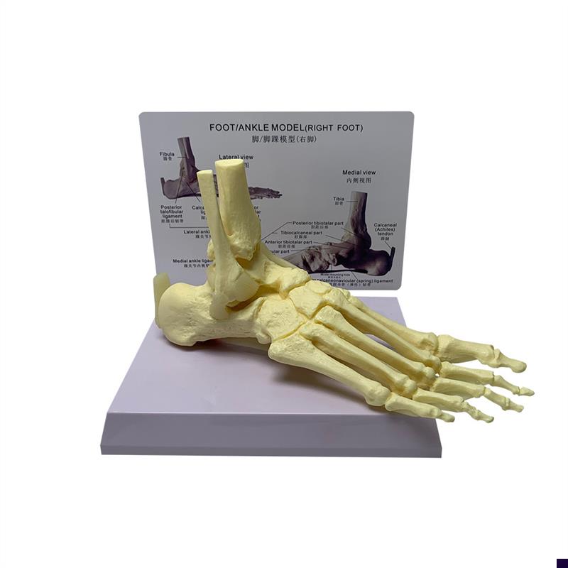 自然大脚关节带肌l键韧带神经模型骷髅骨骼人骨人体掌骨教具厂直