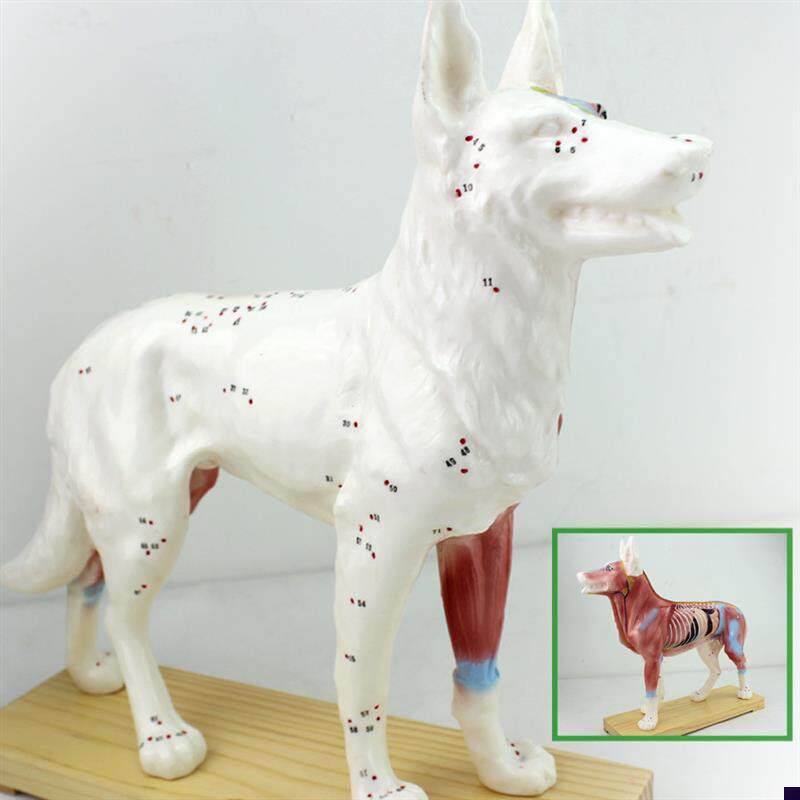 颐诺正品狗针灸模型动物解剖模F型宠物模型犬针灸腧穴模型