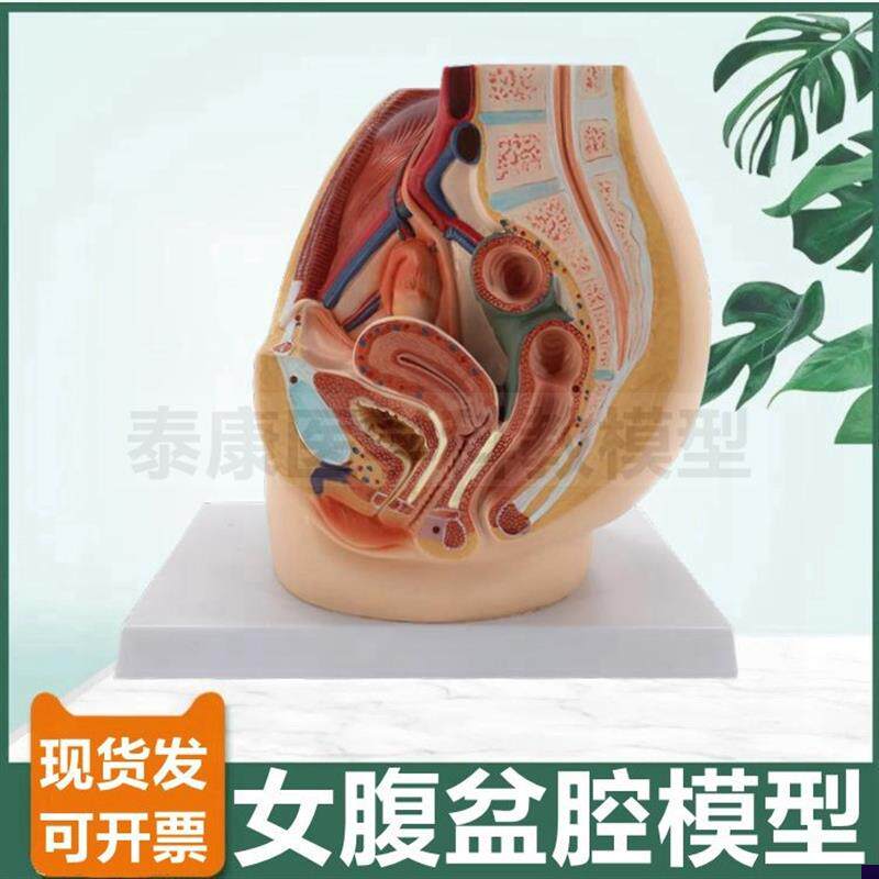 女腹腔模型可拆卸盆底肌器官子宫生殖泌尿道盆腔解剖W腰部肌肉神