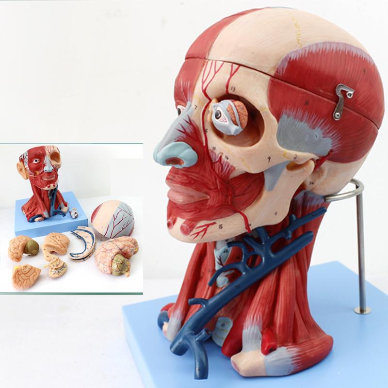 ENOVO颐诺医学人体头颈部肌肉血管附H脑头颅脑模型人体头部解剖大