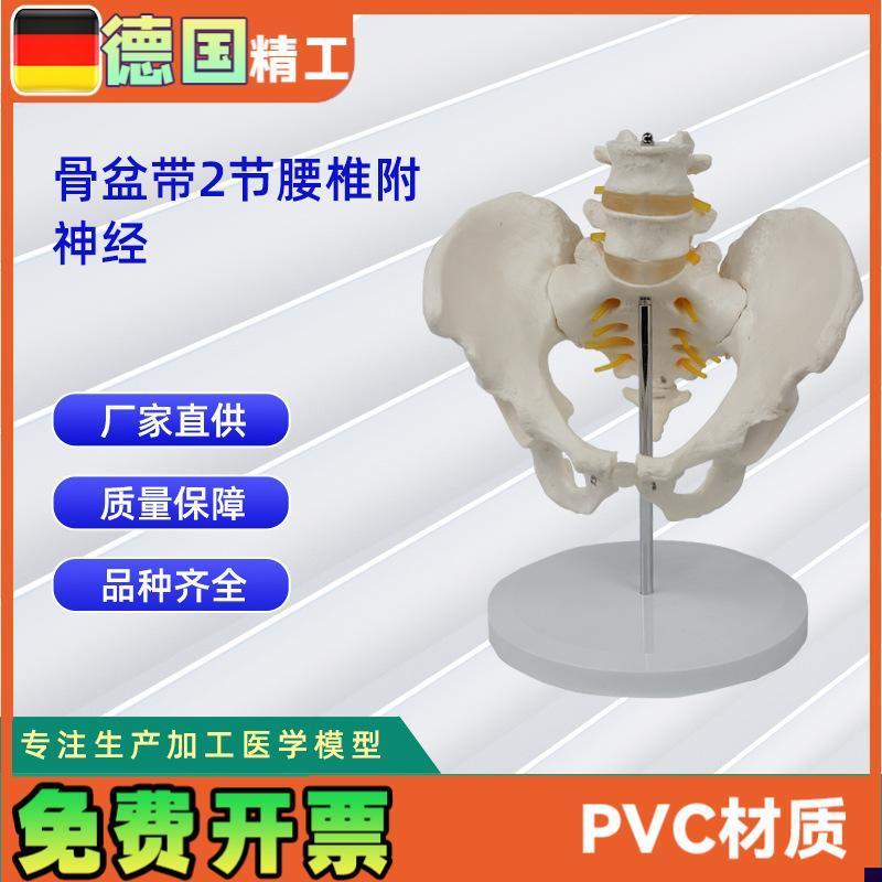 2节腰椎带h骨盆附神经仿真人体腰椎医学展示模型