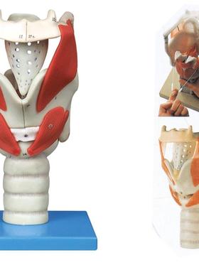 喉结构与d功能放大模型/解剖模型A13005