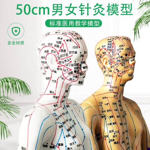 超清人体针灸穴位模型经络通铜人刻字中医教学e人体模型男女小人
