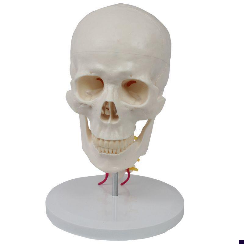 康泰解剖a模型成人1比1头骨带颈椎神经血管上颌骨下巴口腔牙医教
