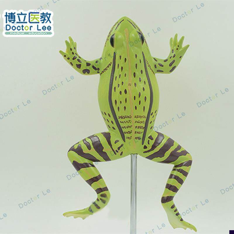 青蛙解剖模型医学用动物标本器官组织J模具教学训练培训练习仪器