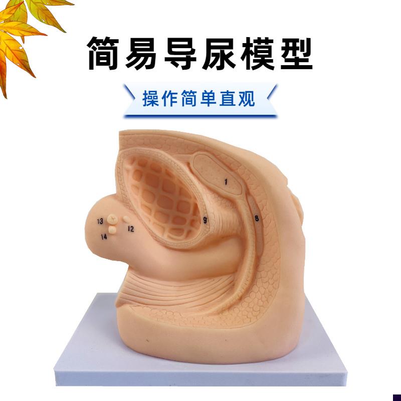 人体内外生殖器解剖及女性性导尿模型男性M泌尿系统生殖系统模型