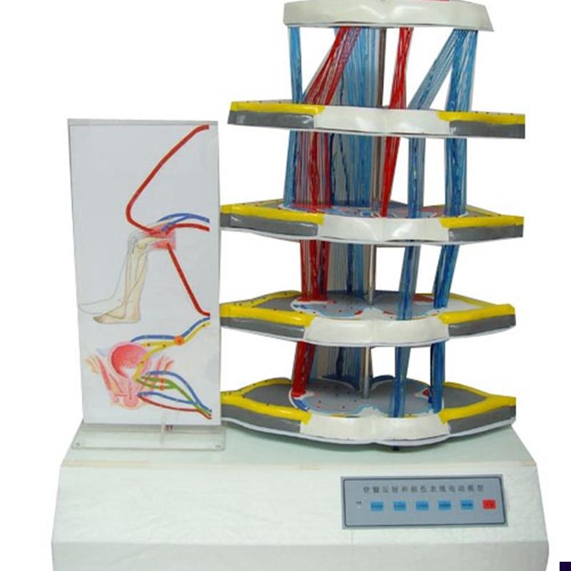 脊髓反射和损伤表现q电动模型电动脊髓反射和损伤表现模型