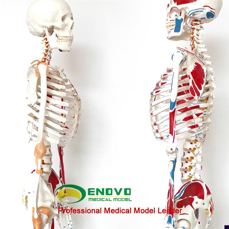 ENOVO正品医用人体170CM骨骼模型I数字标识款美术艺用骨骼模型