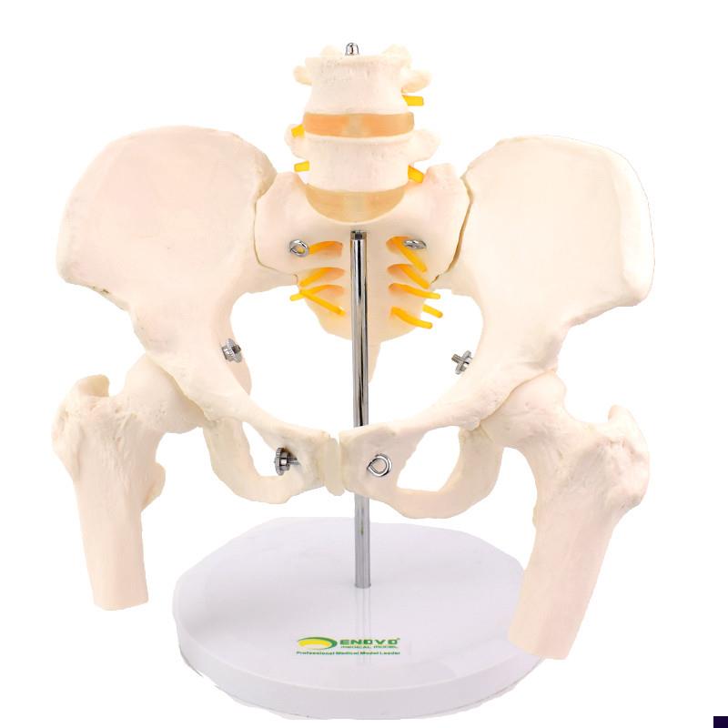 ENOVO颐诺女性骨盆康复矫正模型骨盆前倾后P倾侧倾左右旋转髋骨盆