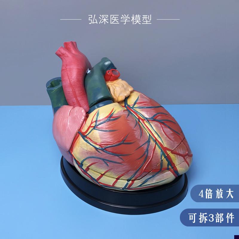 人体心脏模型4倍放大可拆3块内脏器官解剖血管动P静脉医学教学307