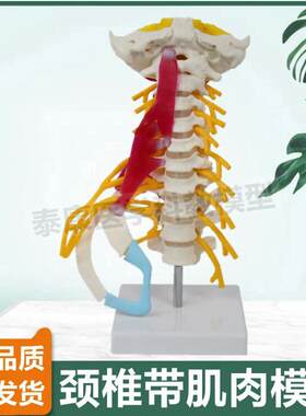 颈椎附肌肉模型人体比例小脑血管神经寰椎K枢椎正骨指压小针刀康