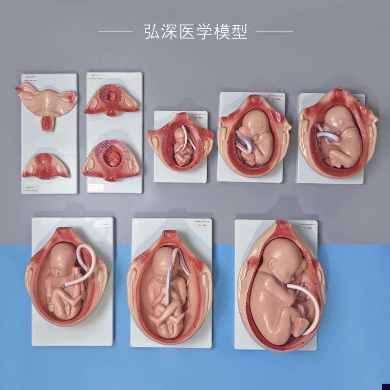 1比1胎儿生长发j育过程模型女性分娩妊娠十月妇幼保健妇产科学模
