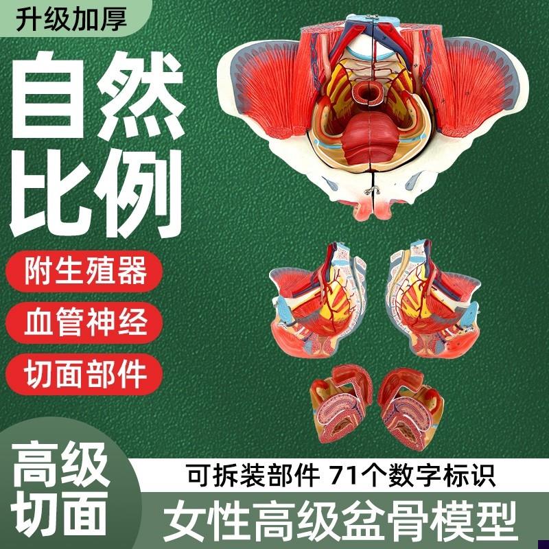 女性骨盆模型盆底肌带生殖器血管C神经肌肉子宫人体解剖教学骨盆