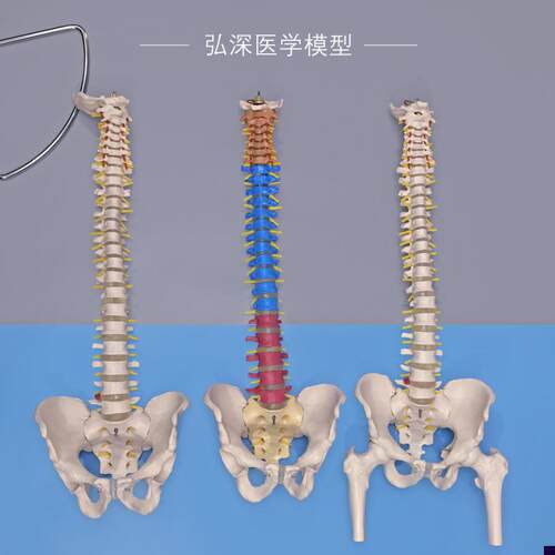 人体脊柱模型脊椎带尾骨盆神经腿骨颈胸腰椎间盘T一比一可弯曲教
