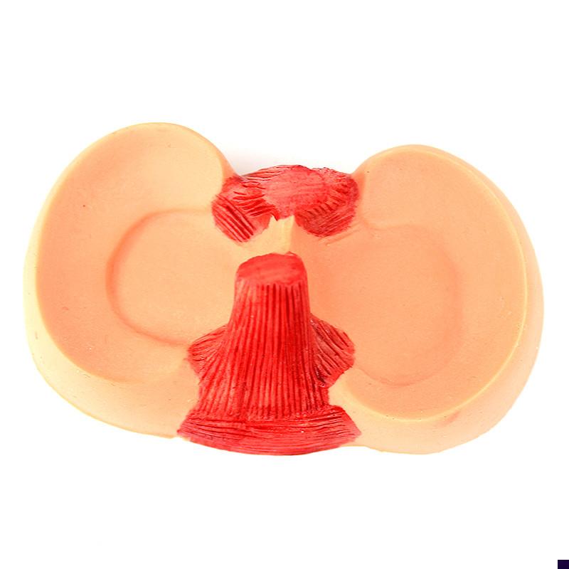 ENOVO颐诺膝关节关r节半月板缝合模型关节镜微创膝盖半月板手术