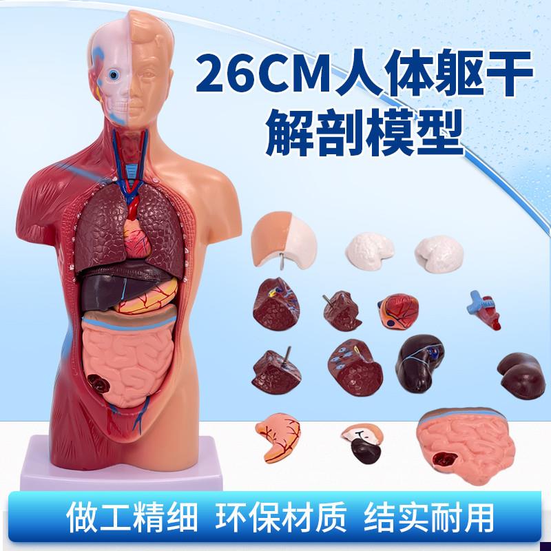 28CM人体解剖模型心脏大u脑人体结构模型医学器官躯干教学内脏模