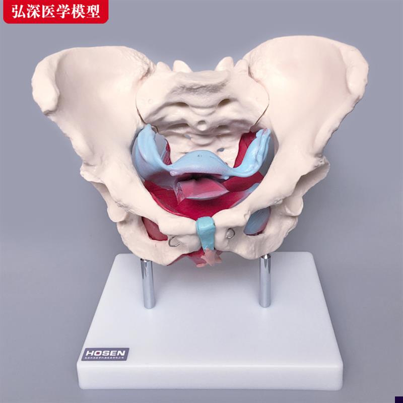 女性骨盆附盆底肌k肉模型产后盆骨修复月子子宫妇产科教学模具道