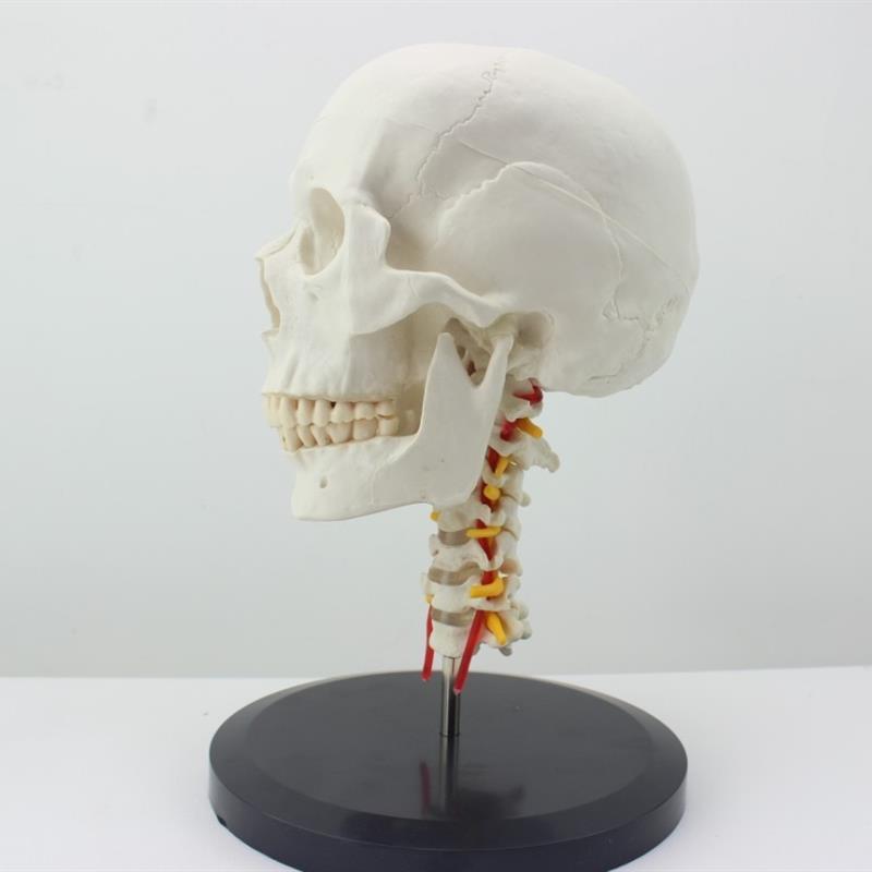 ENOVOd颐诺人体头骨颅骨带颈椎模型头骨模型颈动脉颈椎模型枕骨