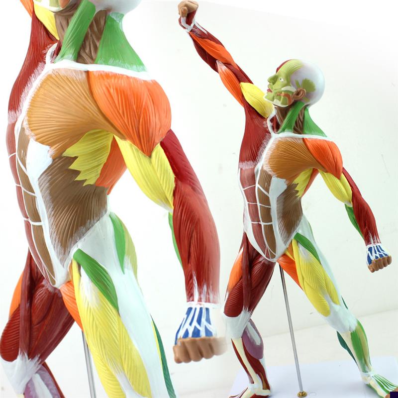 颐诺正品医用美术人体全身肌肉模型浅层肌N肉解剖系统健身运动