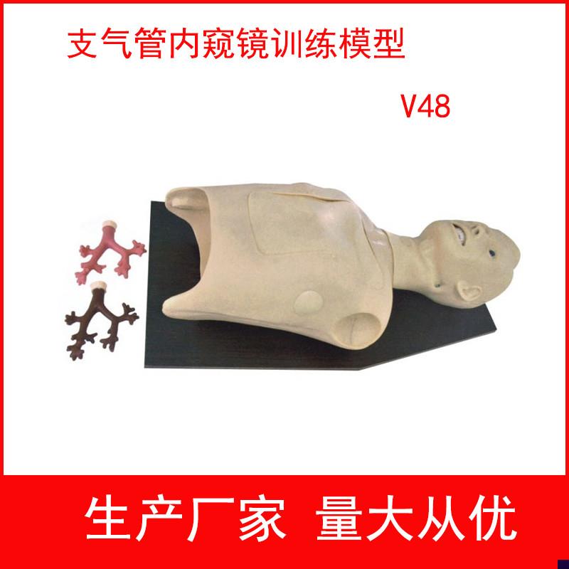 支气管内b窥镜检查模型支气管镜训练模型内窥镜训练模型