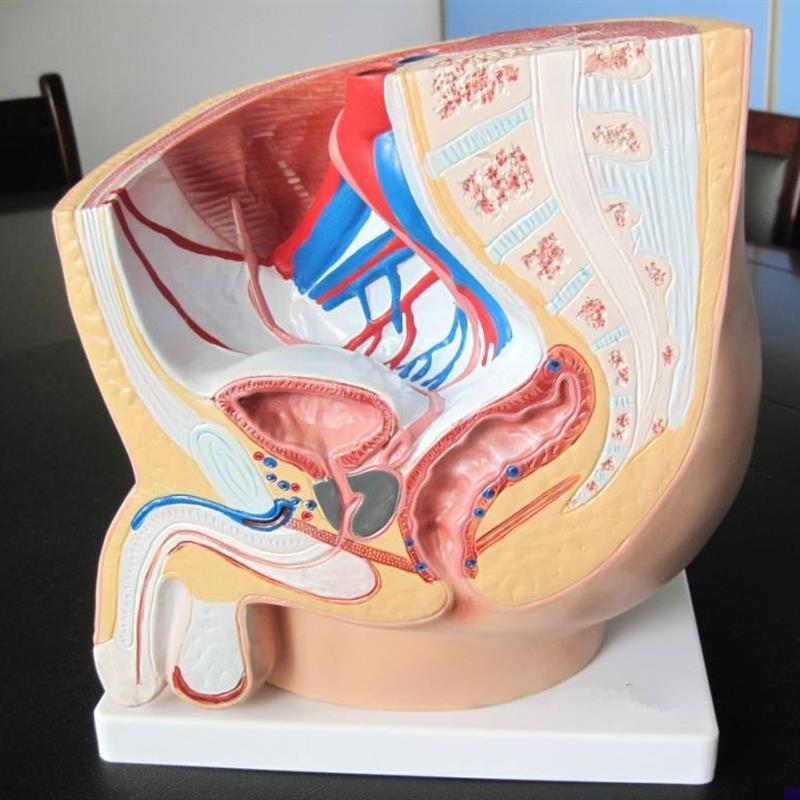 男性盆腔b正中矢状解剖模型(1件)人体模型医学教具内脏解剖模型