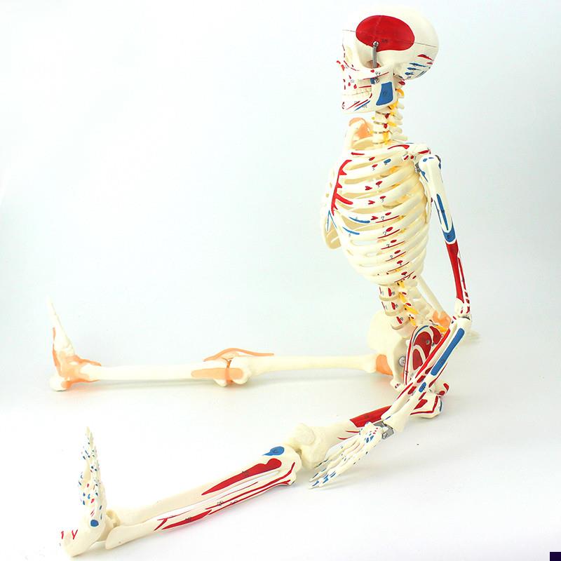 ENOVO颐诺85CM可弯曲人体骨骼肌肉起止点M韧带模型成人骨骼骨架人
