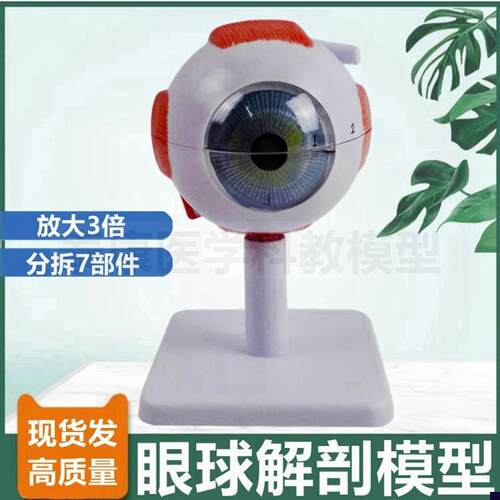人体眼球解剖模型3倍6倍大x可拆卸晶状体老年白内障眼青光眼病理