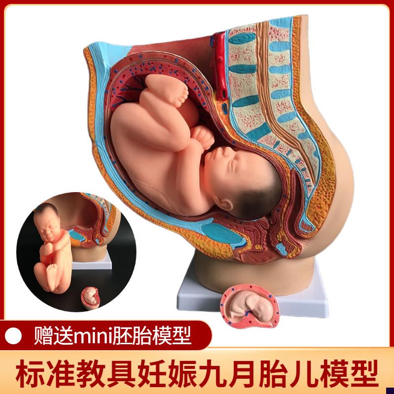 妇科女性盆腔附足月胎儿模型子宫生殖G模型妊娠发育九个月胎儿教