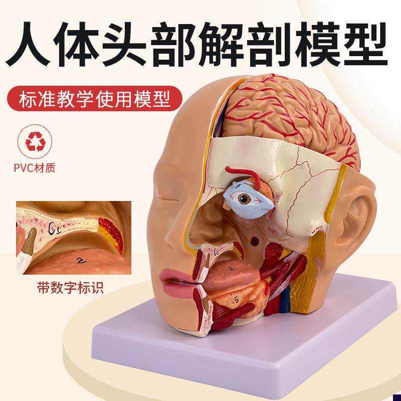 头部附脑动脉模型人体脑部解剖模E型口腔鼻咽喉头部颅脑外科脑