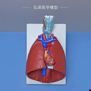 人体呼吸系统模型喉心肺结构造咽喉心脏肺K可拆卸医学教学模具道