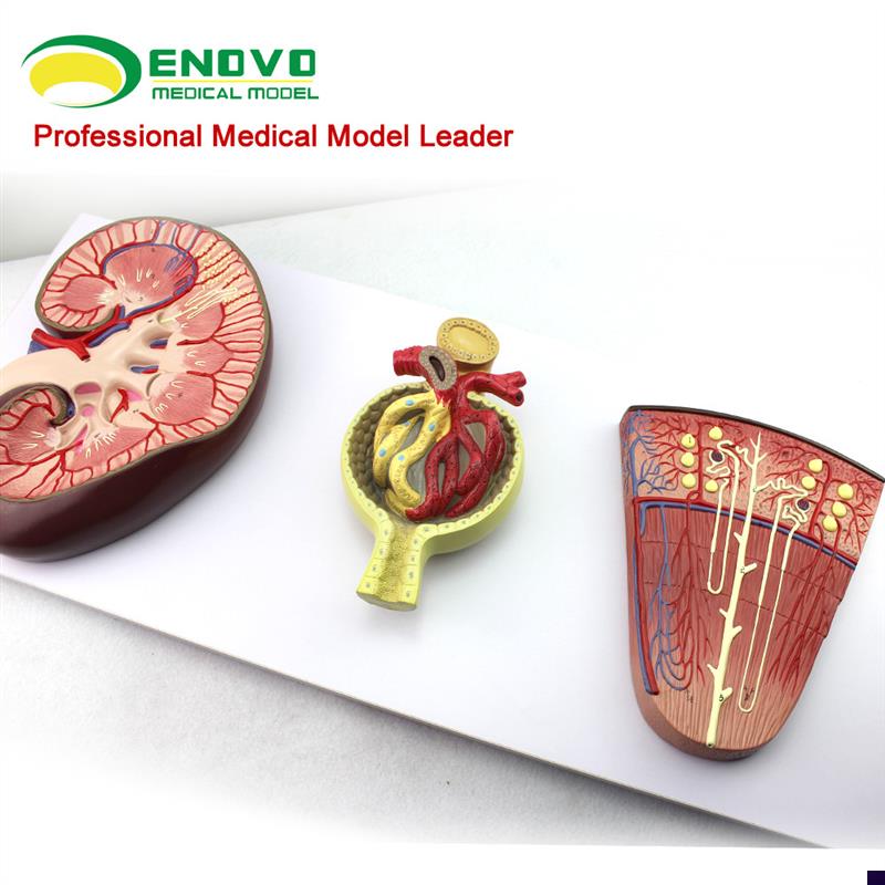 颐诺正品肾与g肾单位肾小球模型泌尿系统解剖结构人体肾模型