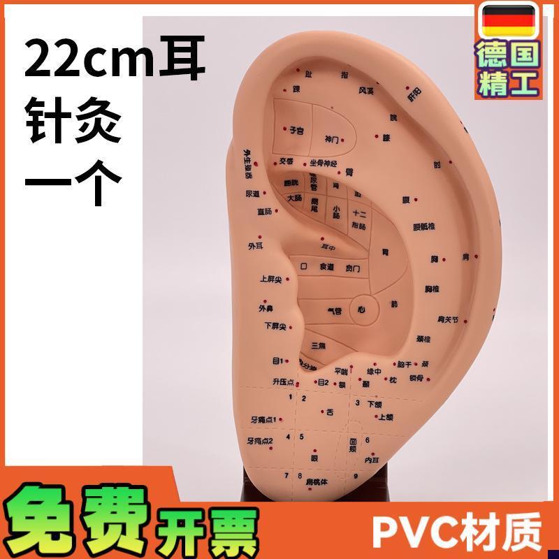 22CM标准耳朵针灸模t型耳部穴位模型耳模型耳穴模型带底座